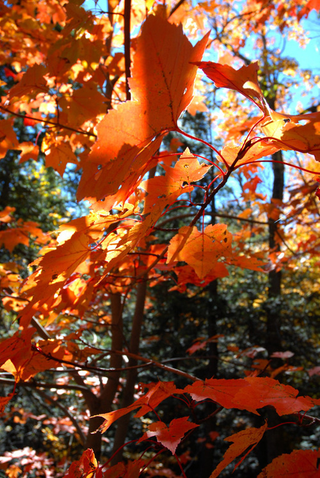 Illustration for article titled Shooting Challenge Fall Leaves Gallery 2